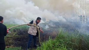 Kebakaran di Lahan Rumput, Damkar Purwakarta di Bantu Babinsa Serta Pemdes Citalang dan Bamusdes Citalang Berhasil memadamkan Api