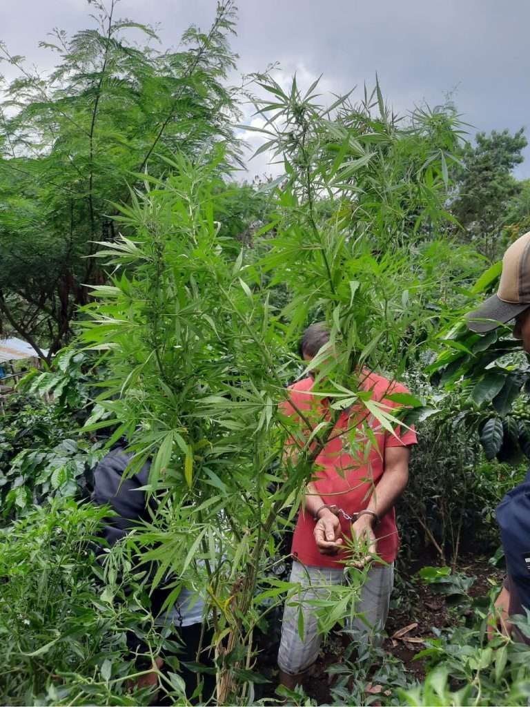 Aparat Kepolisian Berhasil Menangkap Petani Ganja di Daerah Aceh